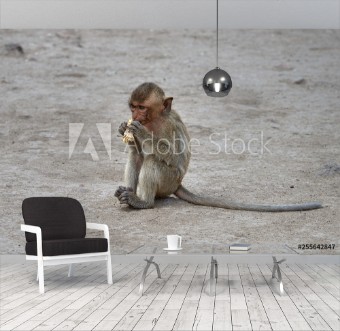 Picture of Baby monkey eating